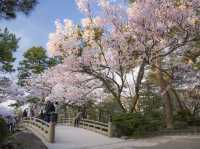 Kenrokuen in Bloom: A Fairytale Cherry Blossom Experience in Kanazawa