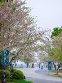 Muyan Riverside Cherry Blossoms, Nanjing's Longest Riverside Sakura Promenade