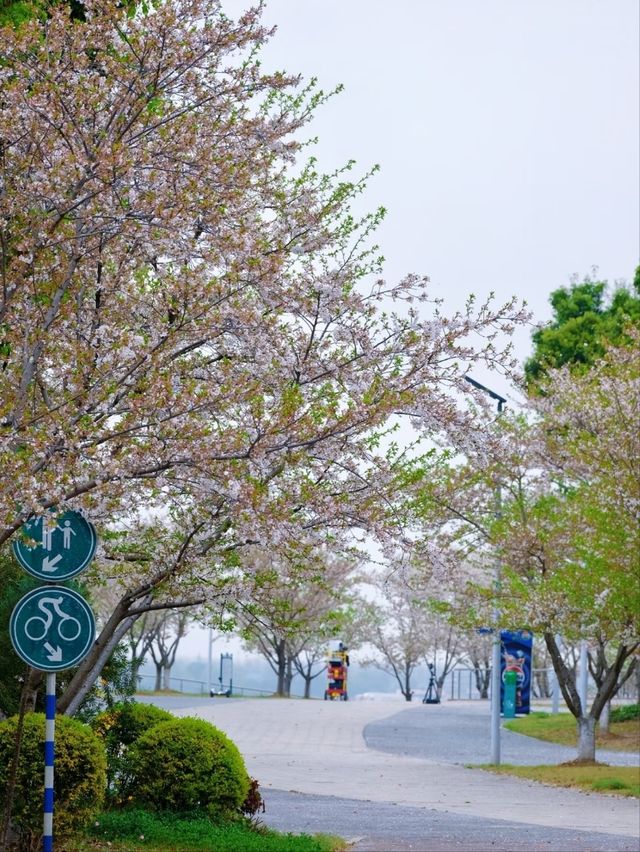 Muyan Riverside Cherry Blossoms, Nanjing's Longest Riverside Sakura Promenade