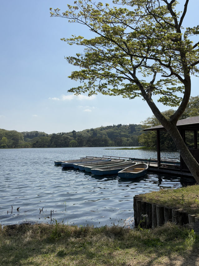 南湖公園でのんびりお散歩】湖に浮かぶボートが絵になる風景