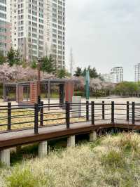 도심 속 자연 쉼터, 오송호수공원에서의 여유로운 산책 🌿🚶‍♀️