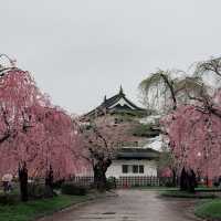 Sakura Dreams at Hirosaki Castle🌸 