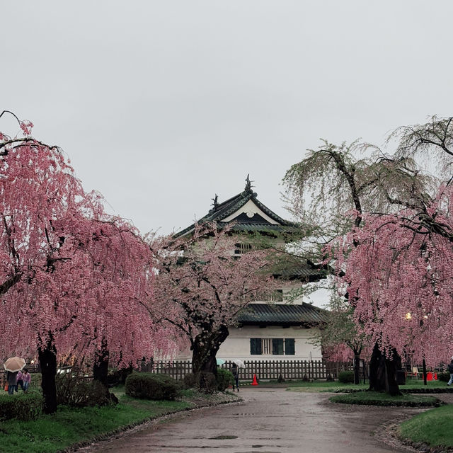 Sakura Dreams at Hirosaki Castle🌸 