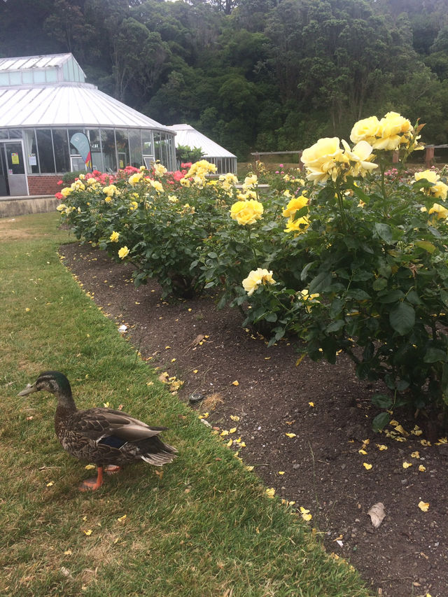走！一起去威靈頓植物園當一日森林系旅人
