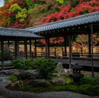 Kyoto – Where Every Blossom Tells a Story