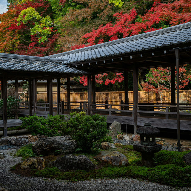 Kyoto – Where Every Blossom Tells a Story