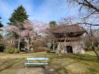 陸奧國分寺&木之下公園，被寺廟佛堂環繞的賞櫻名所