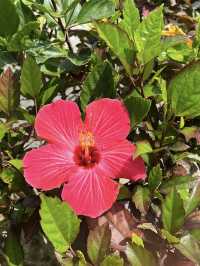A Relaxed Couple’s Day in Naha, Okinawa🌺