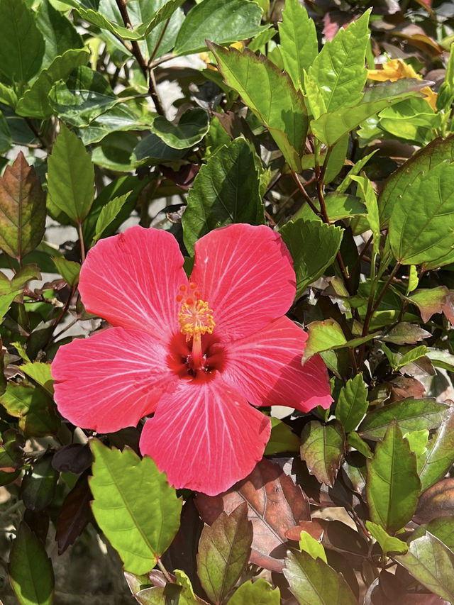 A Relaxed Couple’s Day in Naha, Okinawa🌺