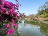 東莞植物園～賞花必去！