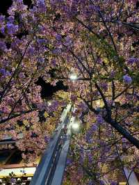 Kangding | A Surprise Encounter with Nighttime Cherry Blossoms 🌸🌙