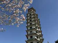 From Bronzes to Blossoms: The Perfect Spring Day in Zhengzhou