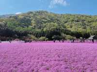 【山梨】ピンクの絨毯が一面に広がる富士芝桜