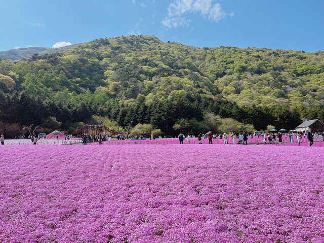【山梨】ピンクの絨毯が一面に広がる富士芝桜