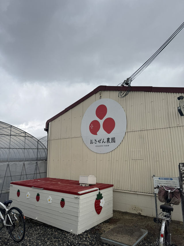 #大阪京都 50分鐘即摘即食🍓放題食到飽😍大滿足❣️ 