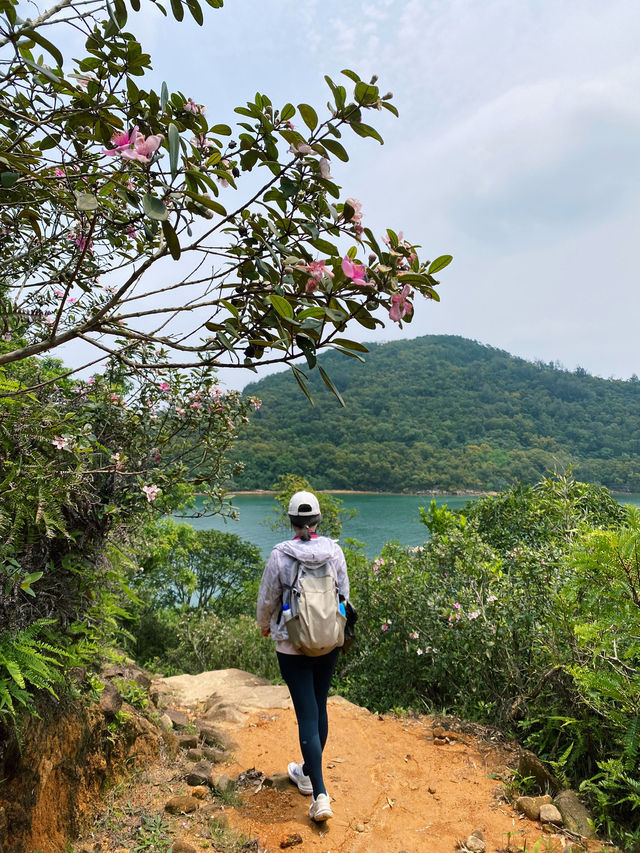 香港｜一路看海的快樂，大灘至海下郊遊徑 🌸