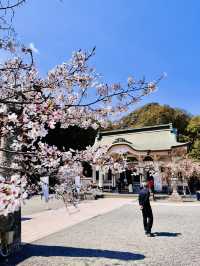 Sakura Silence: A Soulful Walk Through Takeo Shrine 