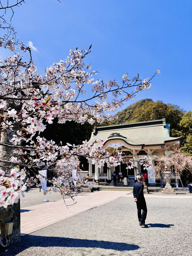 Sakura Silence: A Soulful Walk Through Takeo Shrine 