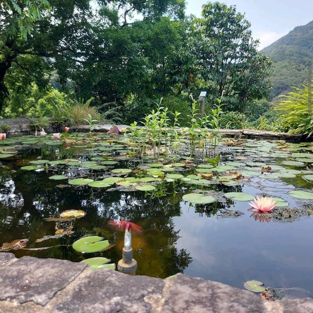 嘉道理農場暨植物園（Kadoorie Farm and Botanic Garden）