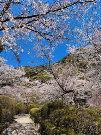 Dreaming in Pink: A Spring Spell at Mifuneyama Rakuen
