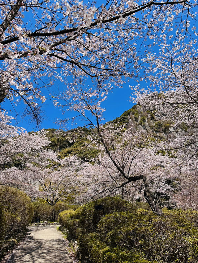 Dreaming in Pink: A Spring Spell at Mifuneyama Rakuen
