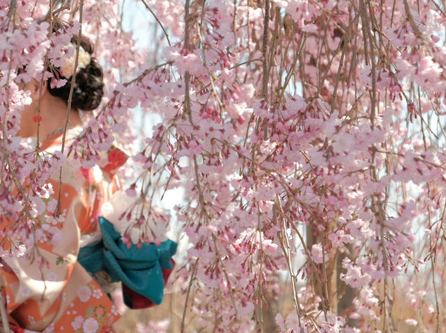 Japan – Blossoms Framing Everyday Life