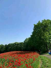 Showa Memorial Park – Tokyo’s Seasonal Wonderland