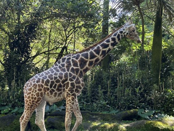 Ultimate Self-Drive Safari Day at Taman Safari Bogor — Jakarta Getaway Guide! 🚗🦓🦒