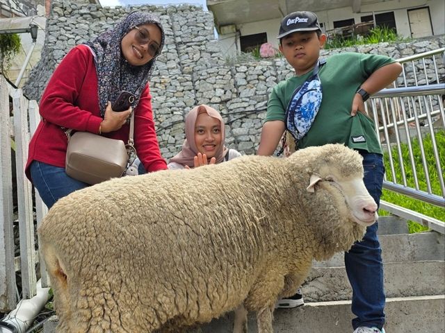 Sheep is sheep