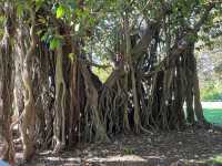 Royal Botanic Garden Sydney – Scenic, Spacious, and Free!