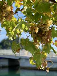 Countryside Escapes – Rogotin & Vlaka’s Peaceful Beauty with a Grape Surprise