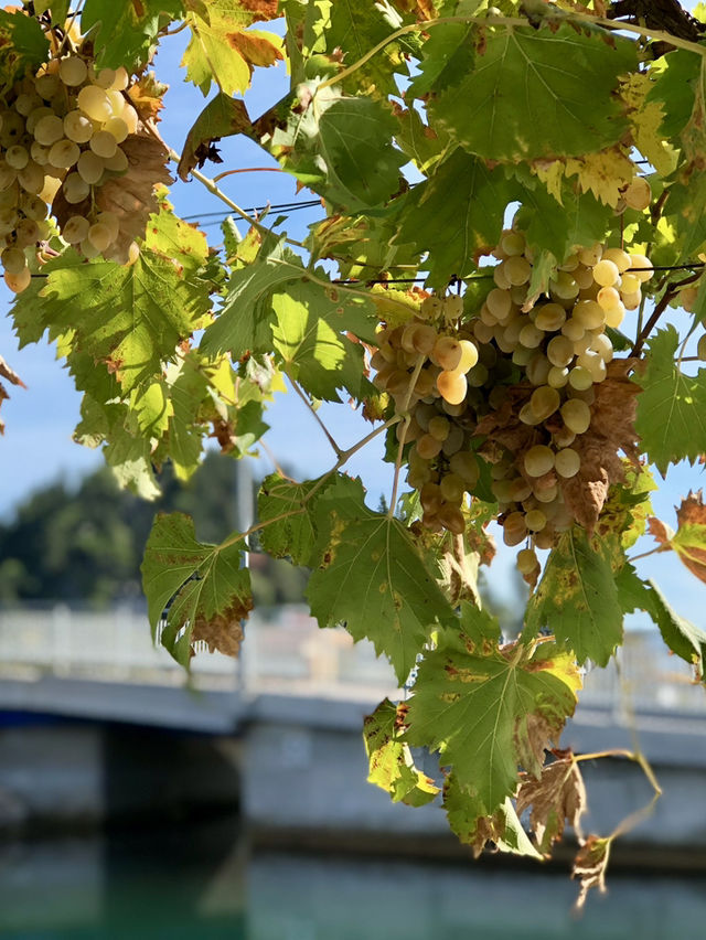Countryside Escapes – Rogotin & Vlaka’s Peaceful Beauty with a Grape Surprise