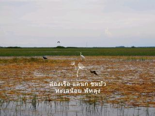 Cruise, Birdwatching, and Lotus Viewing at Thale Noi, Phatthalung