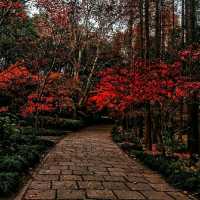 #ForestEscape – A Moment in Shanghai Gongqing Forest Park