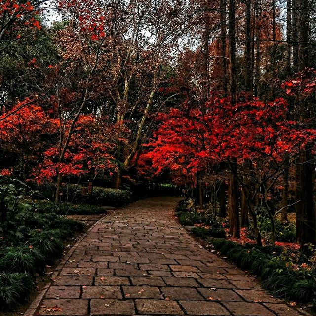 #ForestEscape – A Moment in Shanghai Gongqing Forest Park