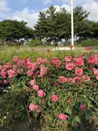 중랑천 장미축제🌹