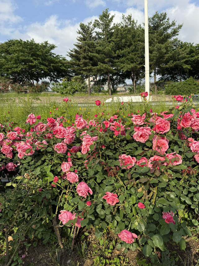 중랑천 장미축제🌹
