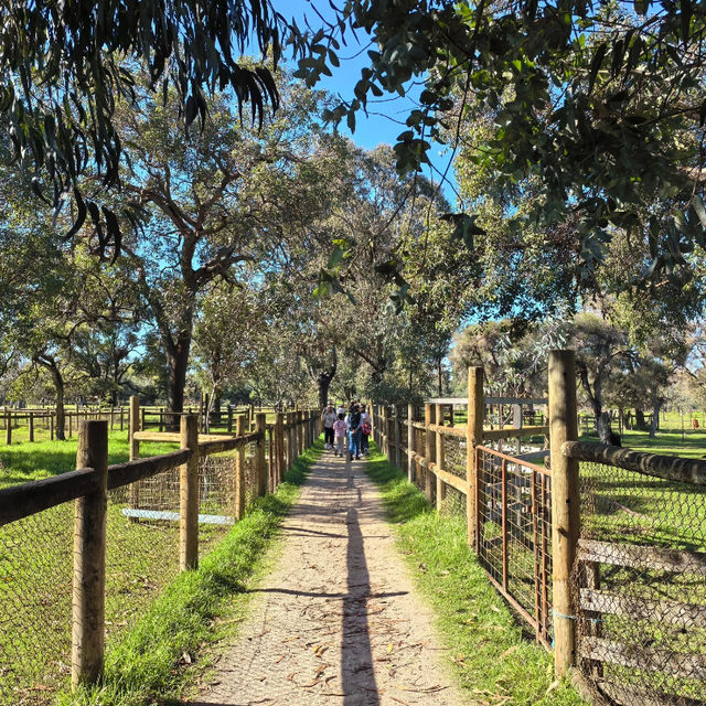 Perth | The Most Fun Activity at Caversham Wildlife Park