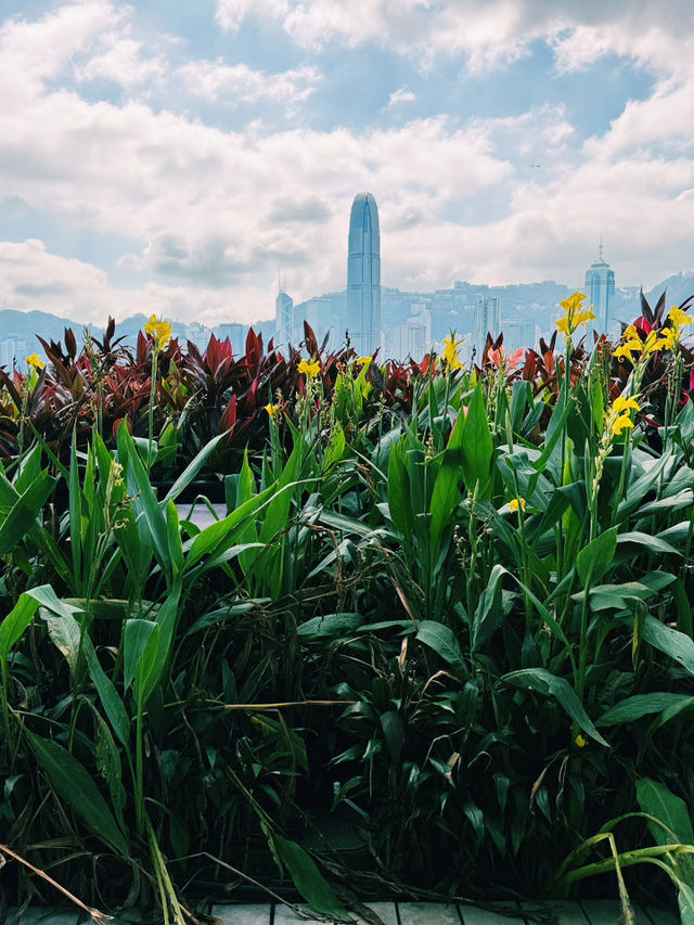 香港靚景打卡位｜M+空中花園