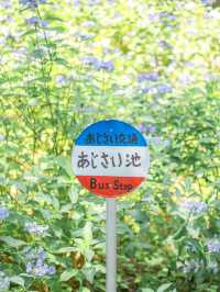 【岩手】この夏行きたい紫陽花映えスポット🩵🩵みちのくあじさい園☘️