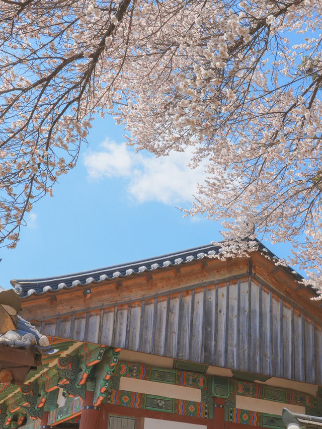 이른 벚꽃을 만난듯 역대급으로 예뻤던 매화 스팟🌸