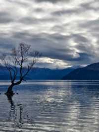 That Famous Tree: A Peaceful Moment at Lake Wanaka
