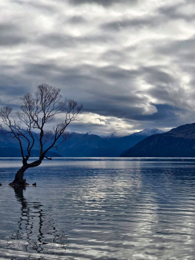 That Famous Tree: A Peaceful Moment at Lake Wanaka