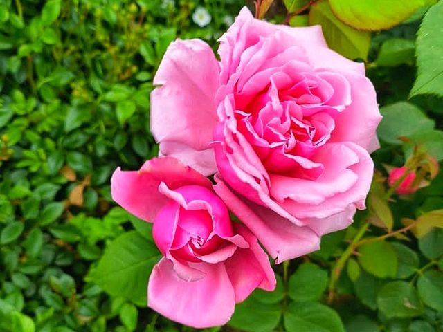 Awaji Hanasajiki Park: A Floral Wonderland Above the Sea