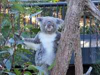 Taronga Zoo – Sydney, NSW