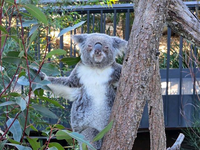 Taronga Zoo – Sydney, NSW
