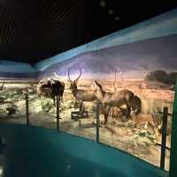 深圳博物館之野生動物展