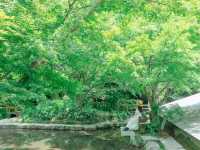 【佐賀】京都じゃないんです！緑のリフレクション🌳