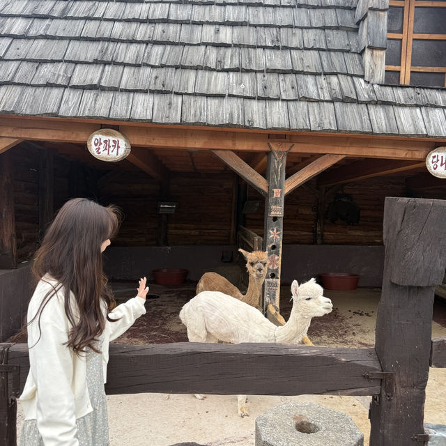 동화 속 힐링부터 문학 산책까지! 평창 1박 2일 감성 여행코스🩵