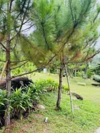 Nature’s Pause: A Calm Break at The Qiū Dining